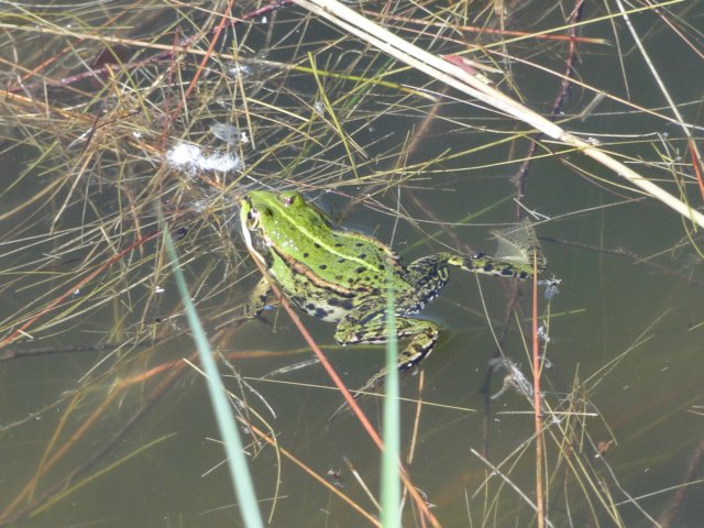 2011HWK 035.jpg